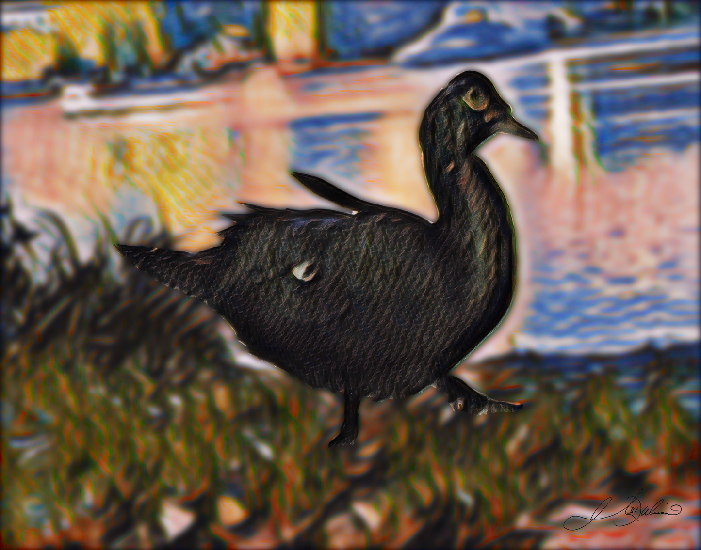 Muscovy Duck