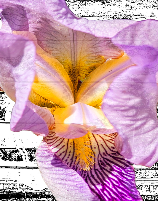 Iris Dream