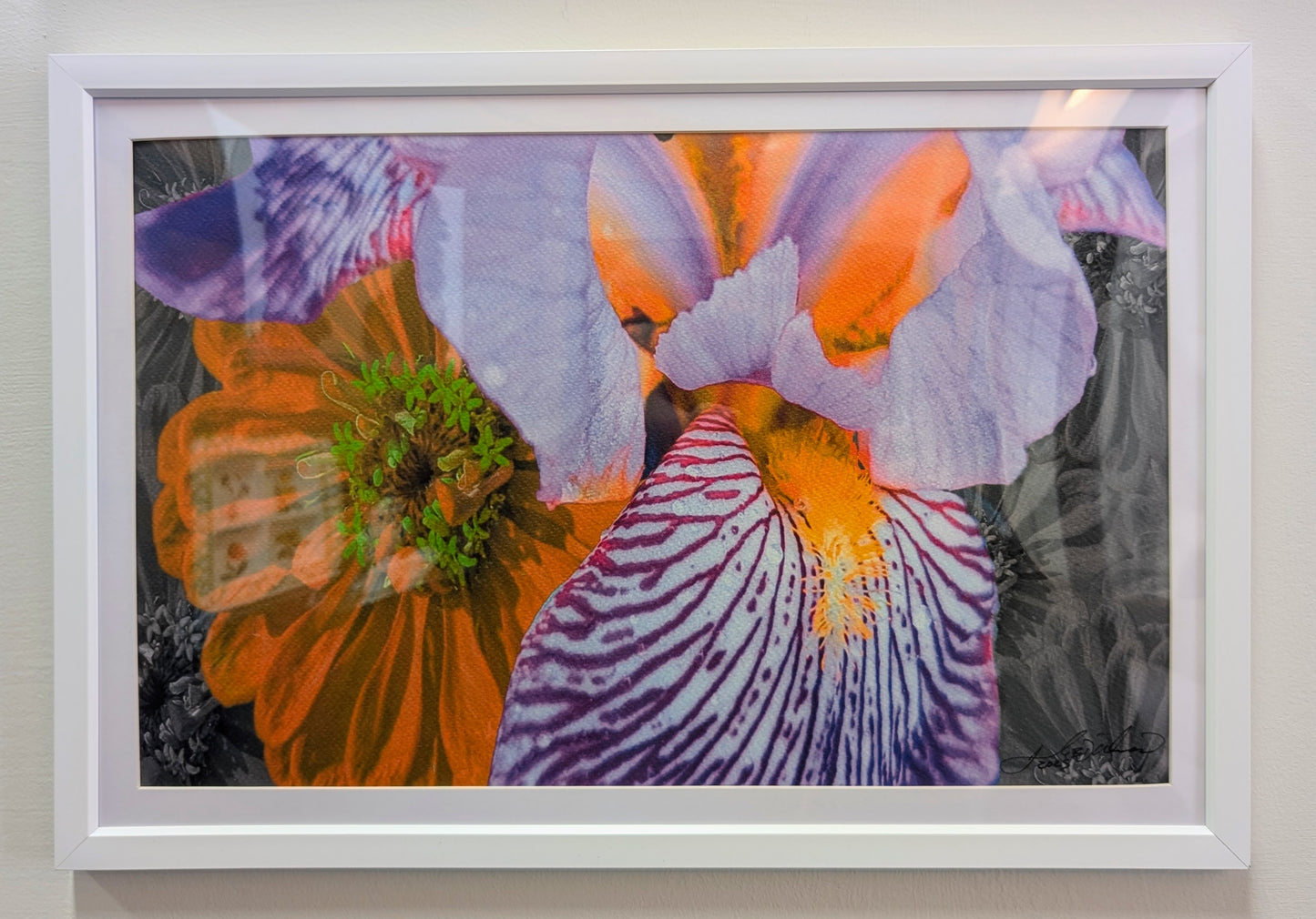 Iris of the Golden Poppy