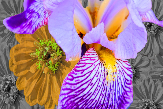 Iris of the Golden Poppy