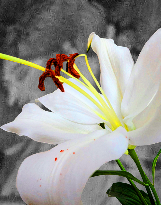 Searching Lilly